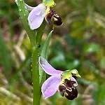 Les Orchidees - Oda ve Kahvaltı 3*