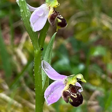 Les Orchidees - Panzió 3*