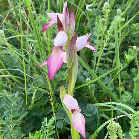 Les Orchidees - 3*